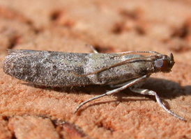 Ephestiodes infimella